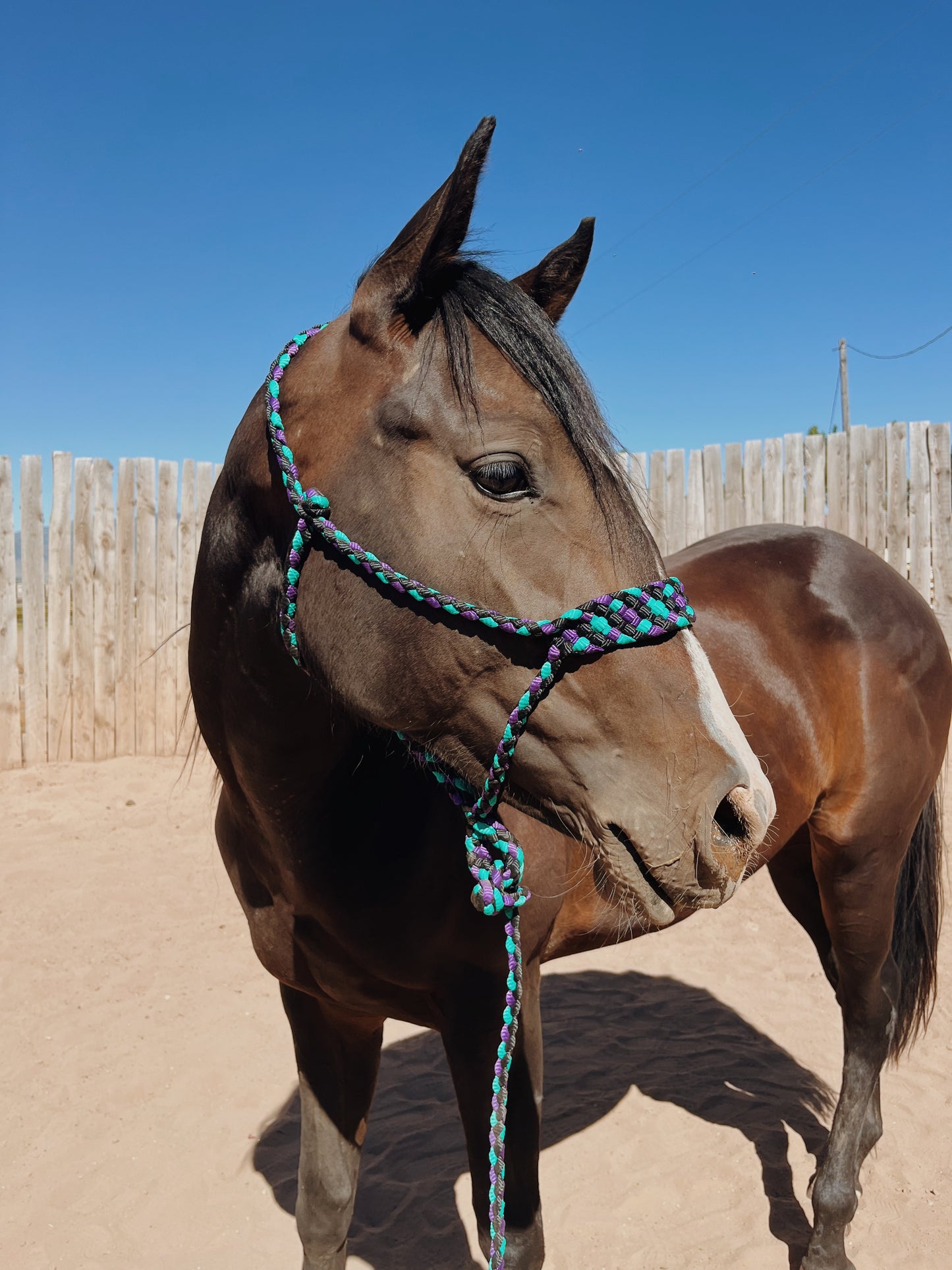 Mule Tape Halter | Sizes Mini - Draft