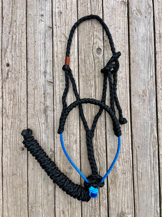 Black Mule Tape Halter with Royal Blue Lariat Nose Band