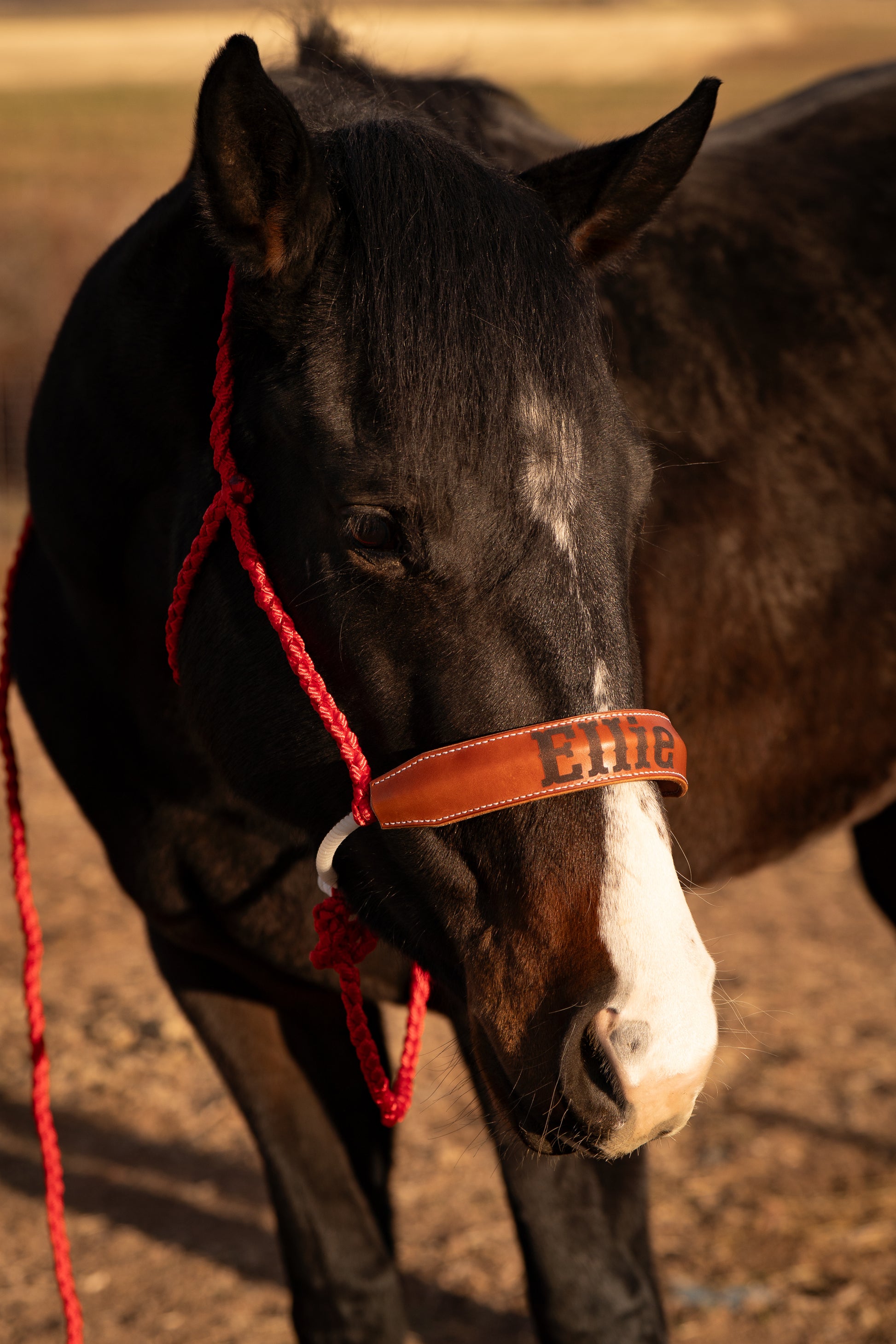 A red mule tape halter with a lariat and custom laser engraved leather nose band on a bay horse