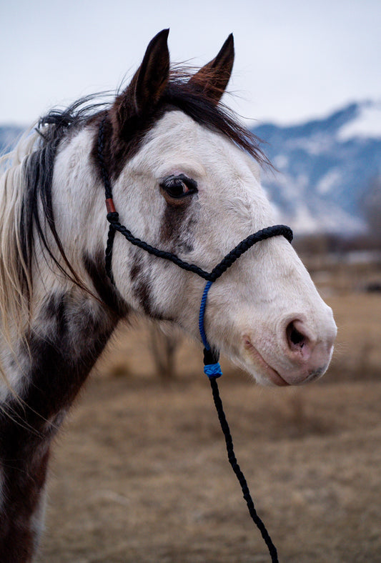 Black Mule Tape Halter with Royal Blue Lariat Nose Band