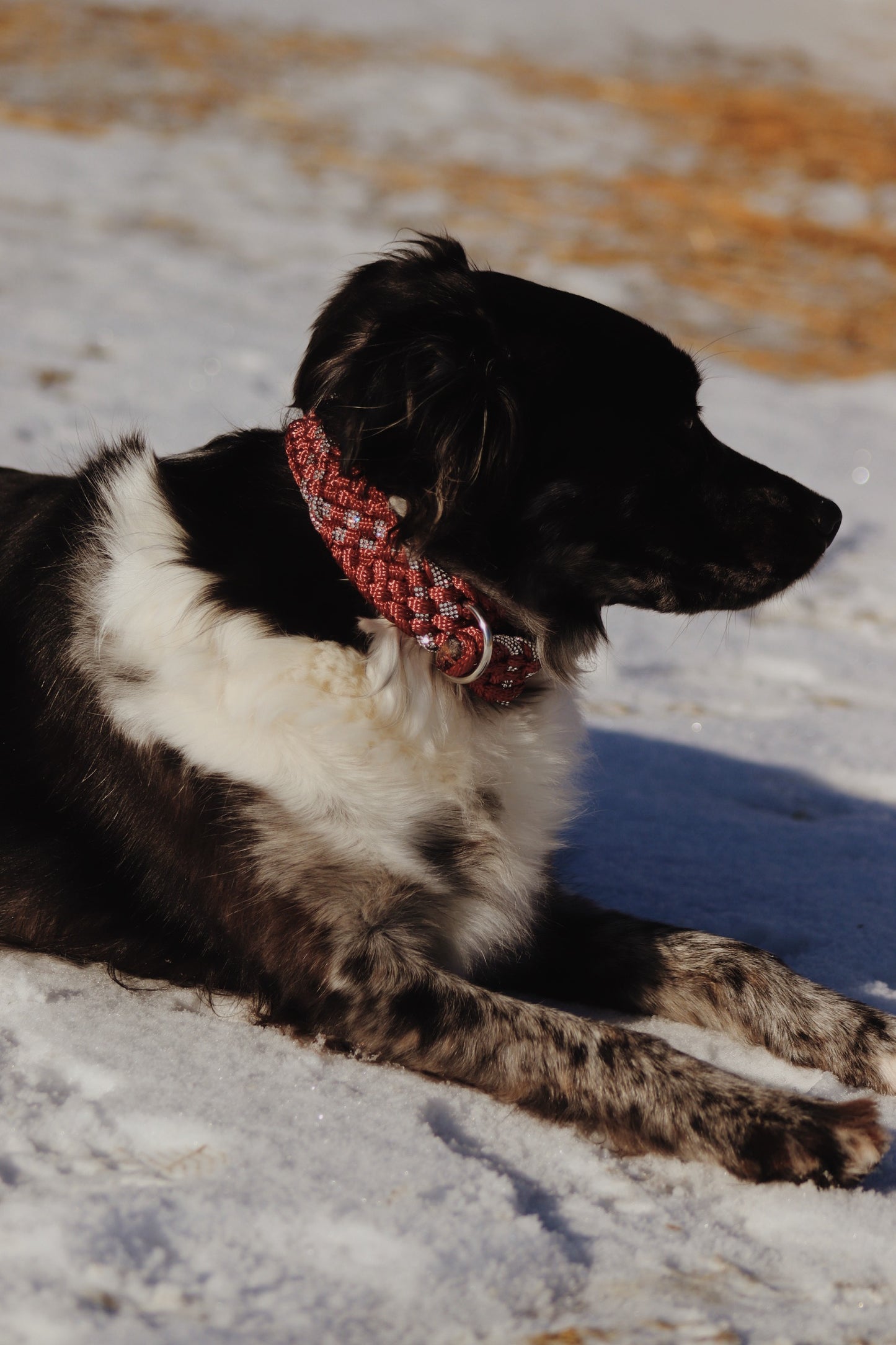 Rhinestone Mule Tape Dog Collar